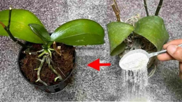 Parece casi imposible, pero es cierto: devuelve la vida a tus plantas muertas