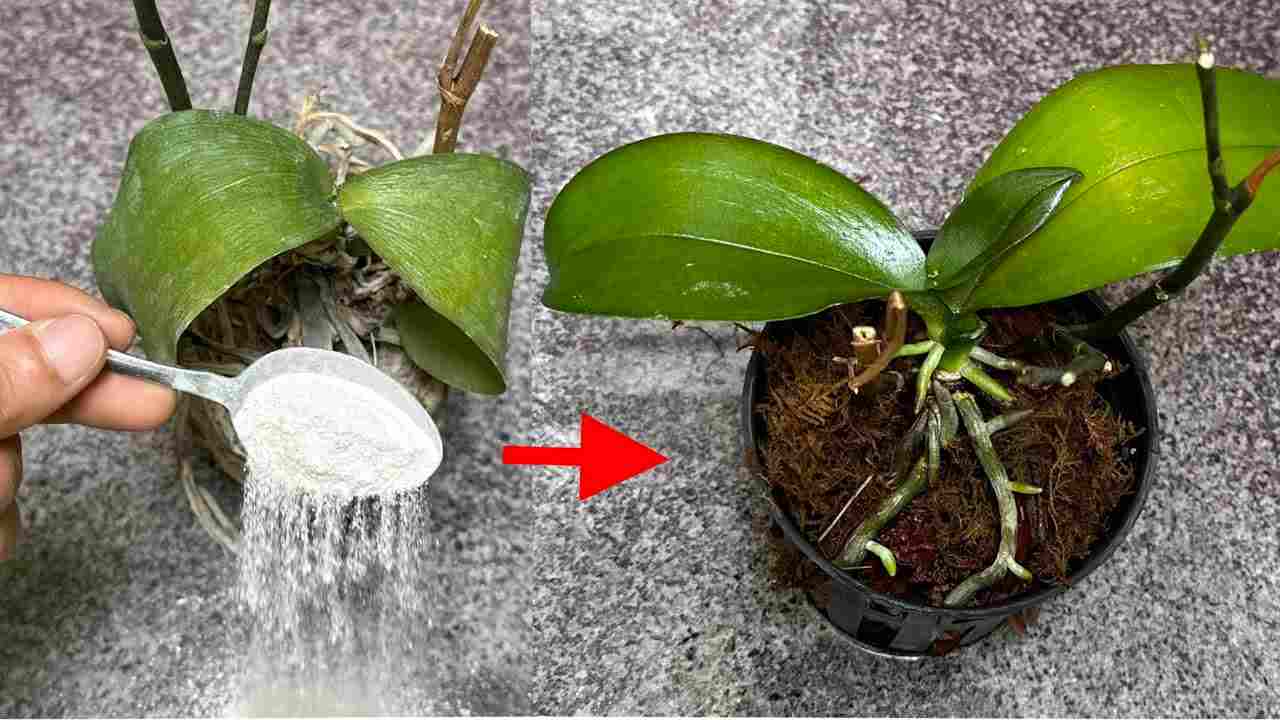 Planta antes y después