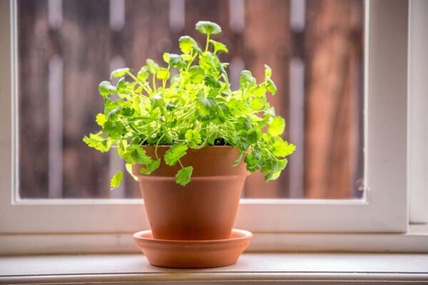 Pasos para cultivar tu propio perejil en casa