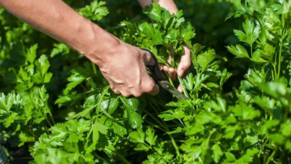 Perejil, el secreto para hacerlo crecer sin cesar sin gastar dinero