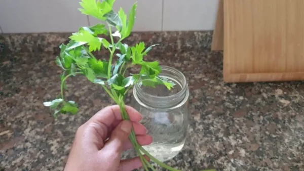 Perejil en abundancia, basta una ramita para multiplicarlo infinitamente: el método