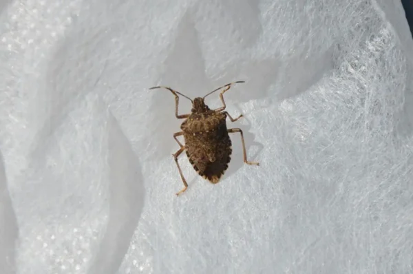 Pesadilla para las chinches: aléjalas de casa con estos efectivos remedios naturales