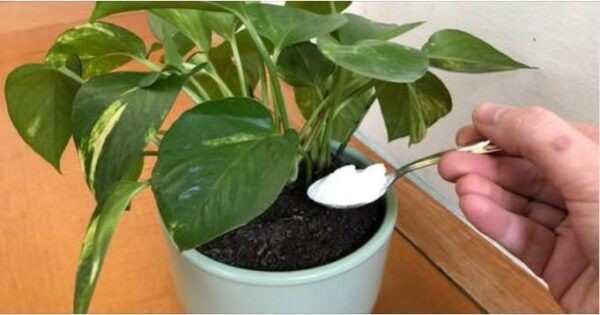 Plaguicida natural casero: el remedio para proteger las plantas