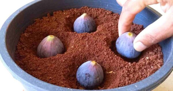 Planta 4 higos en un jarrón lleno de tierra, no te imaginas lo que pasa poco después