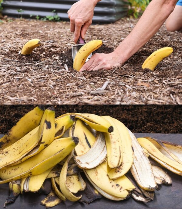 Planta 4 plátanos en tu jardín, no esperas lo que suceda después
