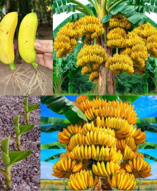 Planta 4 plátanos en tu jardín, no esperas lo que sucede después