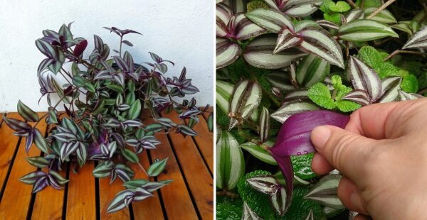 Planta Matalí (Zebrina): Cuidados, propagación y cultivo