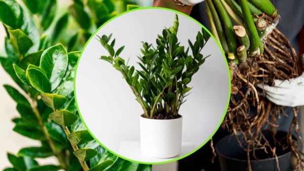 Planta Padre Pío, si la riegas para que se pudra | El truco de los jardineros para tenerlo siempre fuerte y exuberante