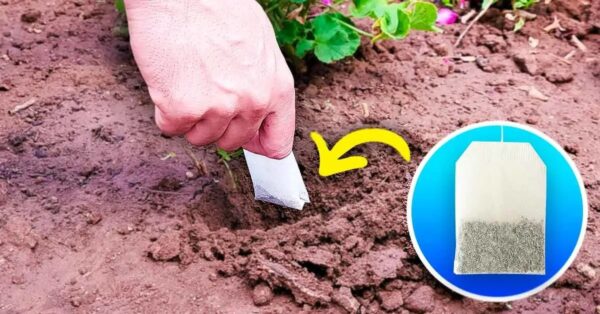 Planta bolsitas de té usadas en el jardín, es el truco de magia de los jardineros experimentados