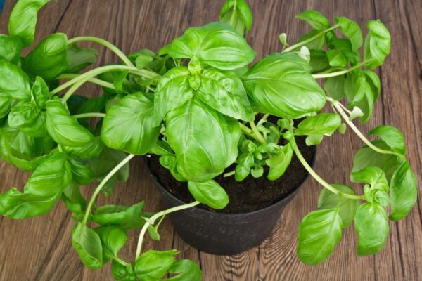 Planta de albahaca, porque muere inmediatamente: ¡he aquí el error que todos cometemos!