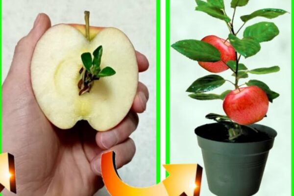 Planta de manzana: de semilla en planta, cómo hacer que nazca en casa