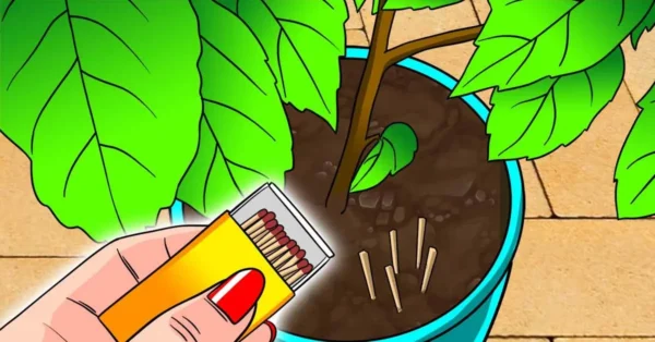 Planta fósforos en tus macetas: el truco genial que te ahorra problemas