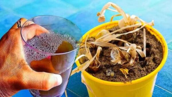 Planta muerta, no la tires: comprueba la jugada de los jardineros para revivirla inmediatamente