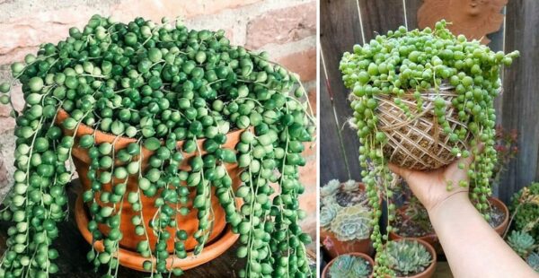 Planta rosario: Sustrato, luz, riego, abono, trasplante y poda