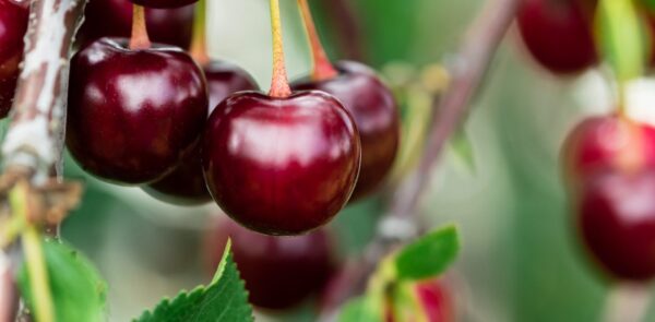 Plantar y hacer crecer un cerezo con éxito