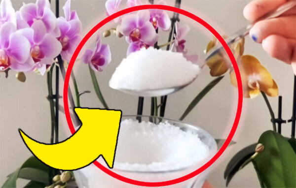 Plantas exuberantes y fuertes: solo pon una pizca de este ingrediente en el suelo | ¡Nunca tuve una floración tan hermosa!