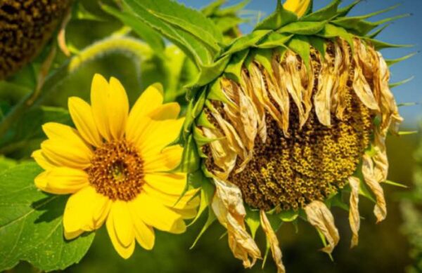 ¿Plantas muertas al volver de vacaciones? La solución es un yogur.
