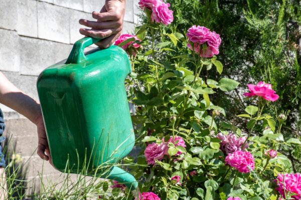 Plantas, olvídate del agua: riégalas así, es milagroso lo que pasa