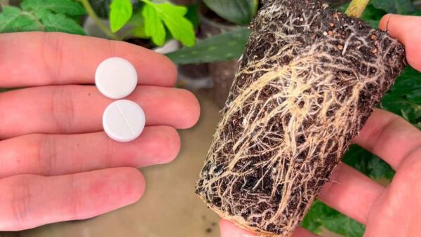 Plántulas mucho más gruesas y robustas con estas 2 tabletas: estimulan el crecimiento