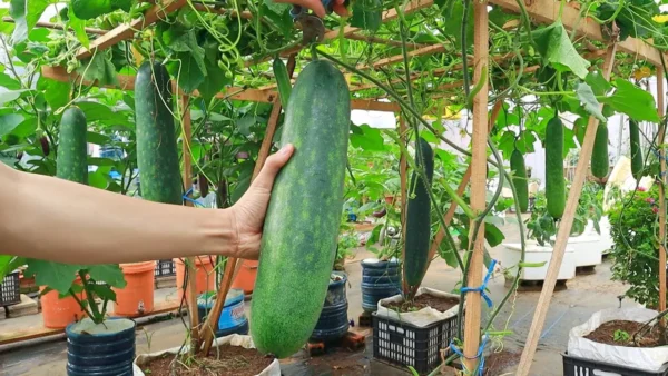 Poda de pepinos: ¿por qué, cuándo y cómo podar la mejor planta vegetal de verano?