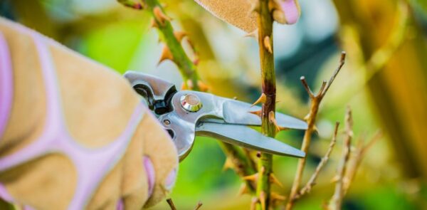 Poda de rosas: ¿cuándo y cómo podar rosas para tener magníficas rosas?