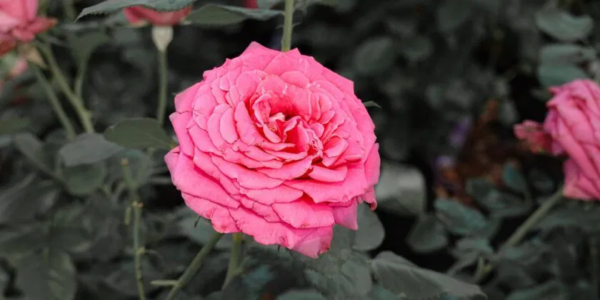 Poda del rosal, si lo haces de esta forma tu planta crecerá exuberante y florecerá abundantemente