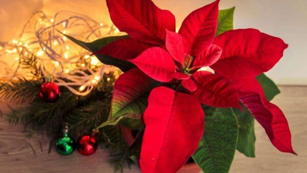 Poinsettia, si la colocas aquí florece mejor: el lugar perfecto