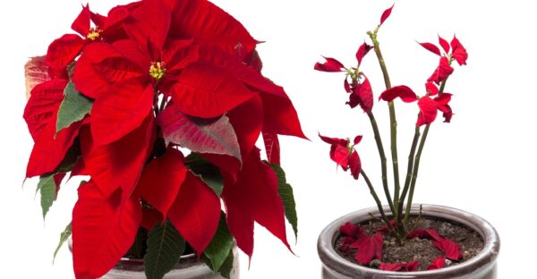Poinsettia: todos los secretos para cuidarla y hacerla florecer de nuevo