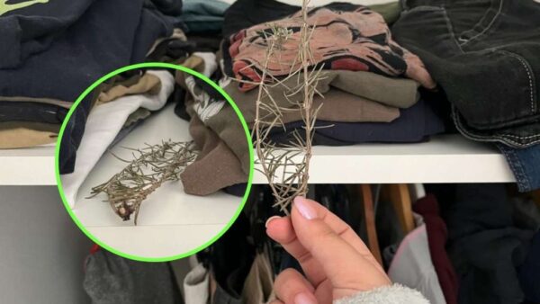 Pon 1 ramita de romero dentro del armario: ropa así ni en la lavadora se consigue