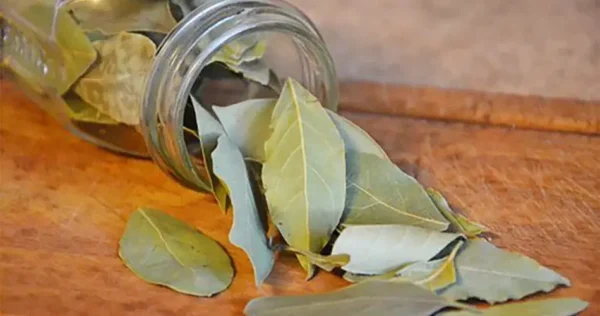Pon la hoja de laurel en el frigorífico, ¡mi abuela siempre lo hacía! He aquí por qué y cómo hacerlo