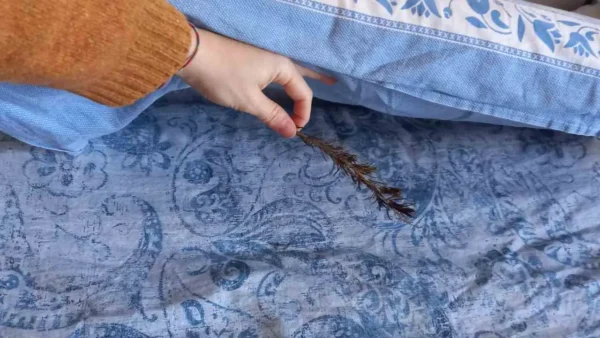 Pon una rama de romero debajo de tu almohada, lo que pasa en la noche es inesperado