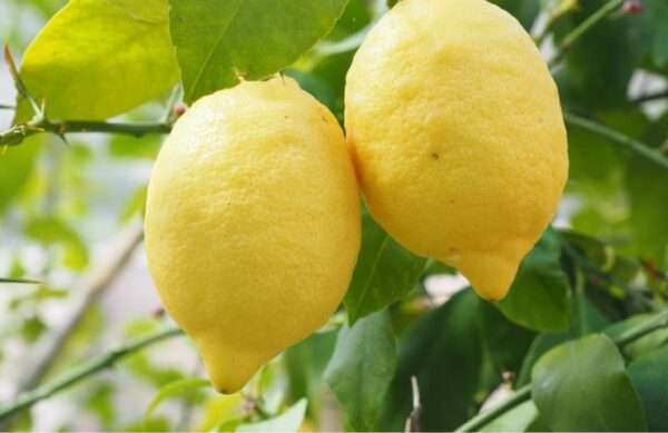 Pon unas cáscaras de limón en el radiador y solucionarás un gran problema en la casa