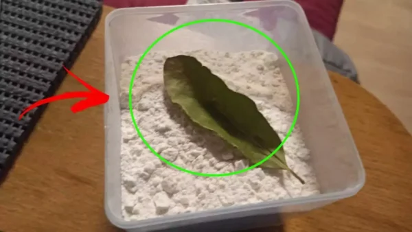 Poner las hojas de laurel en la harina: El truco que soluciona un gran problema