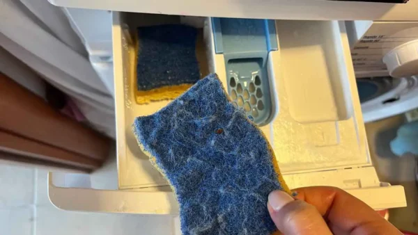 Ponga 2 esponjas para platos en el recipiente de la lavadora: nunca había tenido una colada como esta.