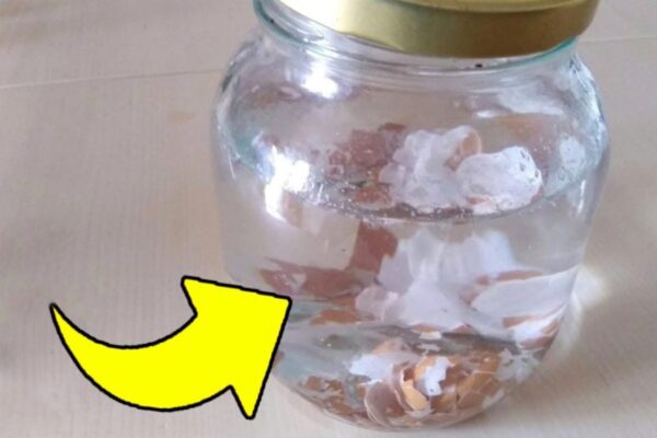 Ponga cáscaras de huevo en agua hirviendo, ¡por eso todo el mundo lo hace!