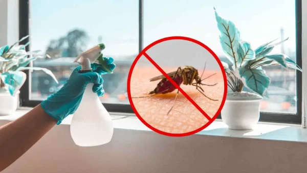 Ponlo en tu casa y no volverás a ver moscas ni mosquitos – el remedio natural
