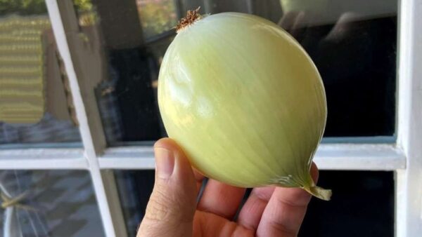 Por eso muchos frotan una rodaja de cebolla en las ventanas de sus casas