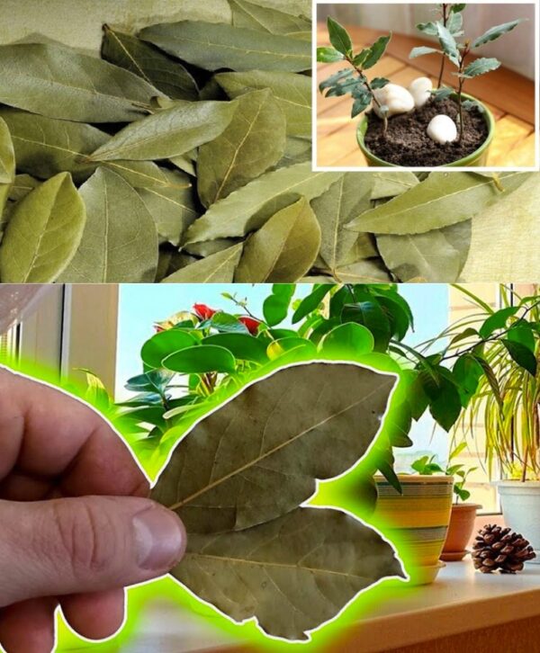 Por qué coloco hojas de laurel en la maceta? Un jardinero nos revela por qué lo recomienda a todos.