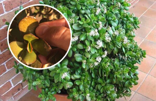 Por qué el árbol de jade tiene hojas marrones: causas y soluciones.