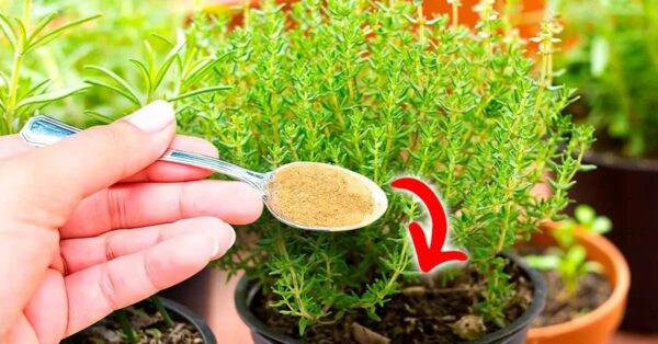 ¿Por qué es importante espolvorear tus plantas con canela?