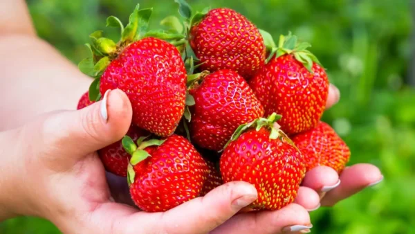 ¿Por qué es importante lavar las fresas en agua con sal antes de comerlas?