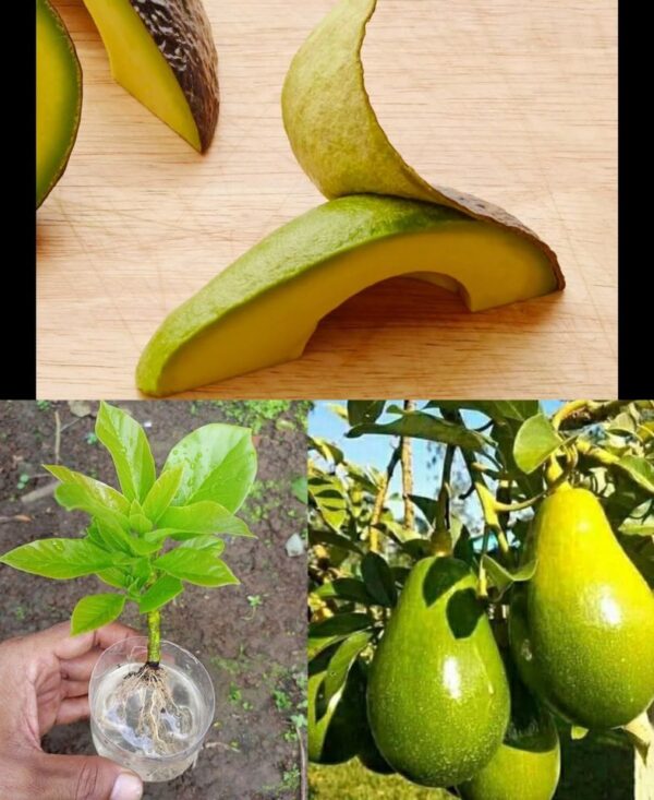 ¿Por qué es importante no tirar más las cáscaras de aguacate a la basura?