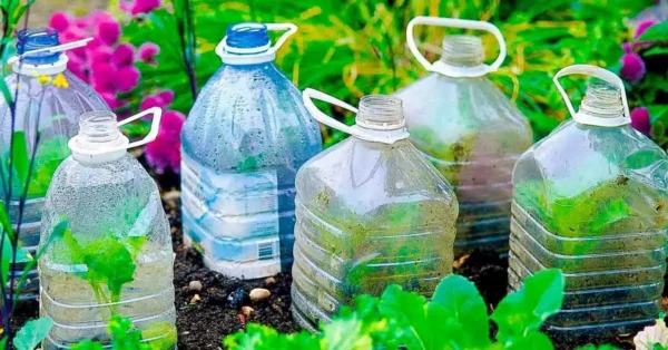 ¿Por qué es importante plantar botellas de plástico en el jardín en octubre?