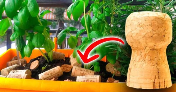 ¿Por qué es inteligente poner corchos en tus plantas?
