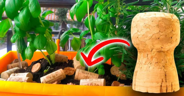 ¿Por qué es inteligente poner corchos en tus plantas?
