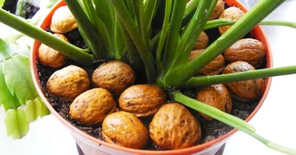 ¿Por qué es necesario poner cáscaras de nuez en las plantas?