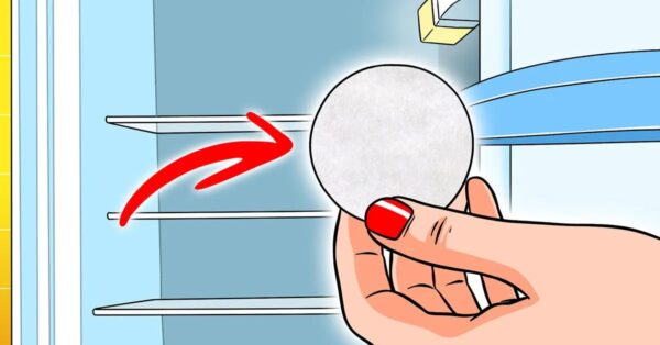 ¿Por qué hay que poner algodón en la nevera? Eso es suficiente para resolver un gran problema.