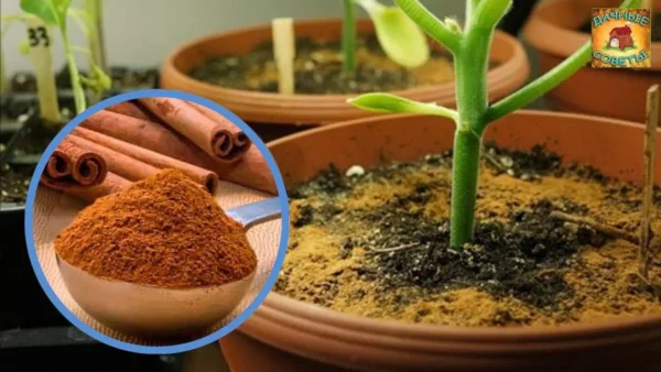 ¿Por qué hay que poner canela en las macetas? El ingenioso truco de los jardineros inteligentes