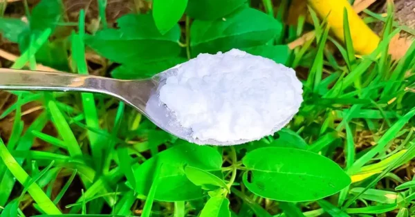 ¿Por qué hay que verter una cucharada de bicarbonato de sodio en las plantas? Un poderoso truco que resuelve 5 grandes problemas