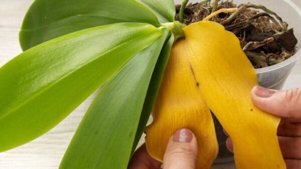 ¿Por qué la orquídea tiene hojas amarillas? Las causas podrían ser estas
